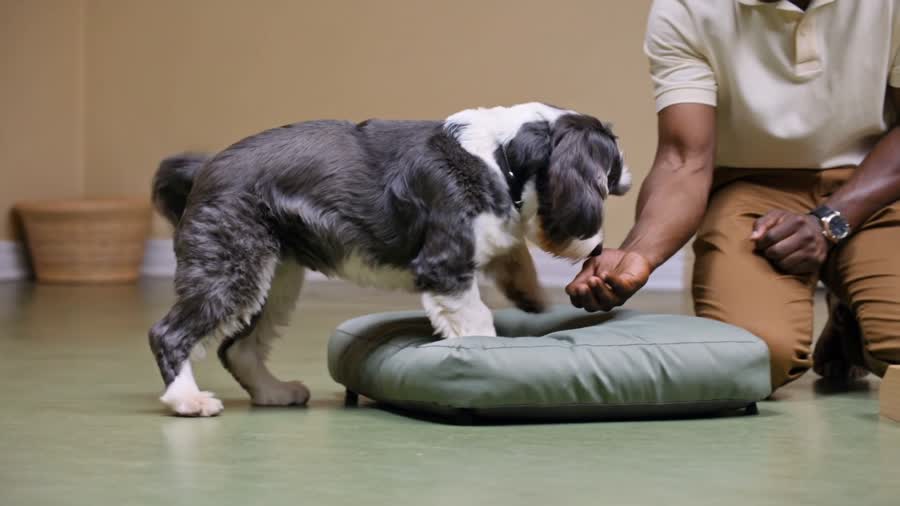 A dog exploring an enrichment cushion with a caregiver