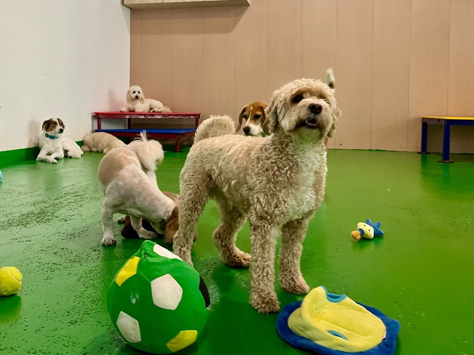 A doodle and small dogs among the toys on the green play-room floor