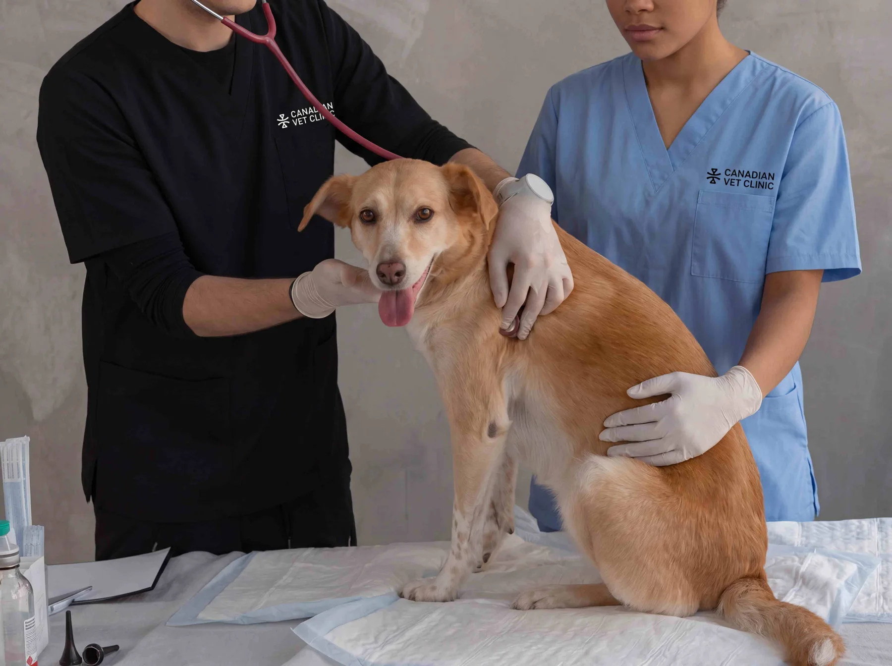 Canadian Vet Clinic vets examining a dog