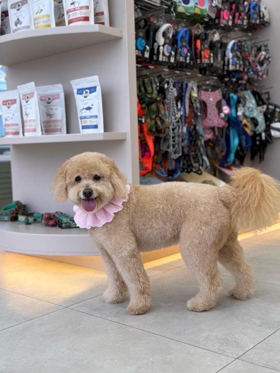 A freshly groomed poodle by the shelves of food and harnesses in the shop