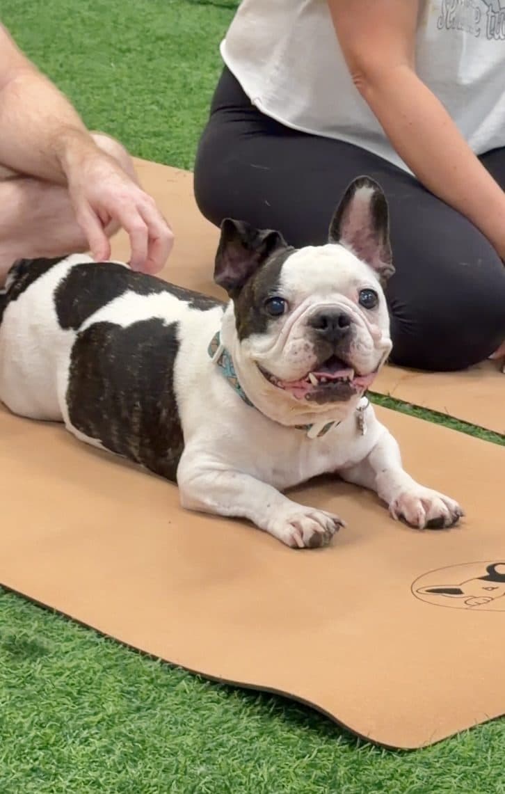 A French bulldog resting on a mat