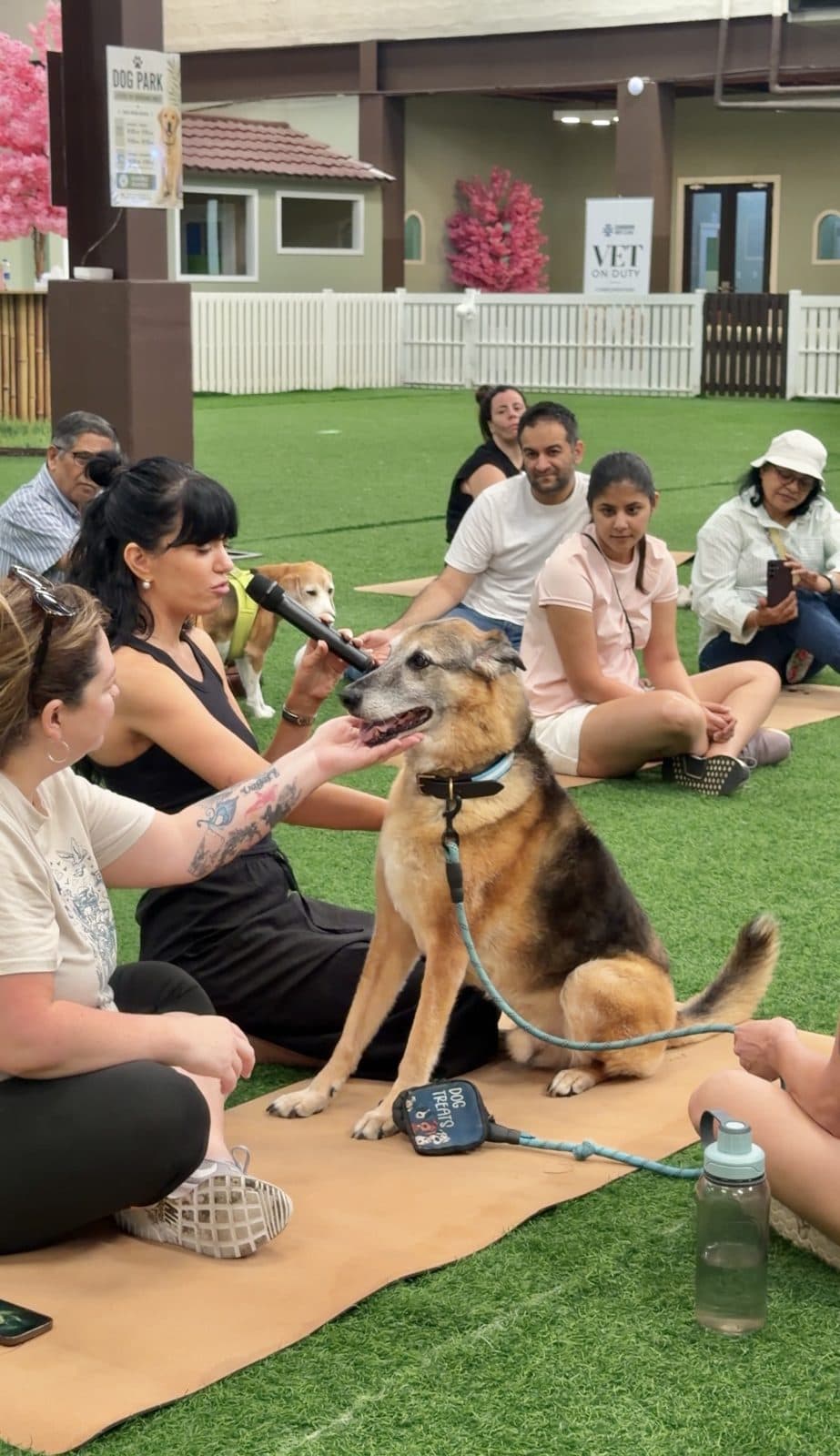 Guests and their dogs on mats during the afternoon