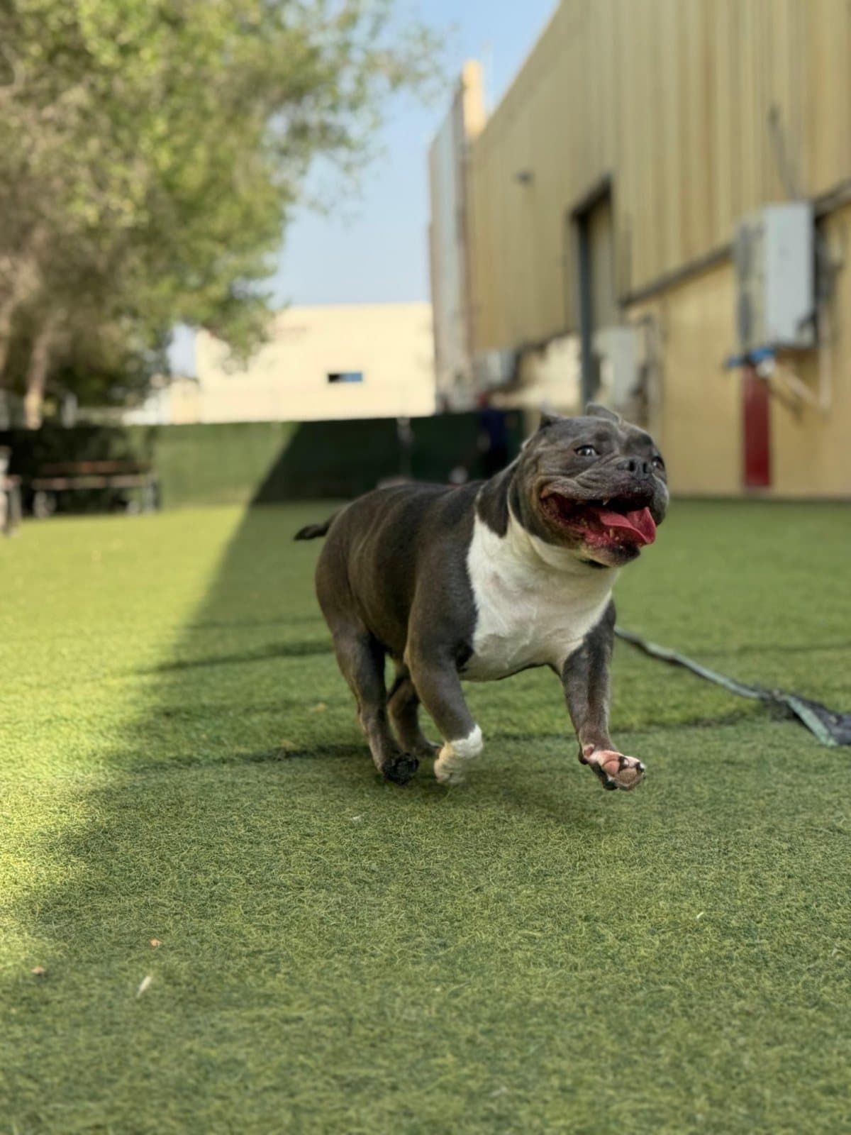 A grey bully running across the turf, tongue out