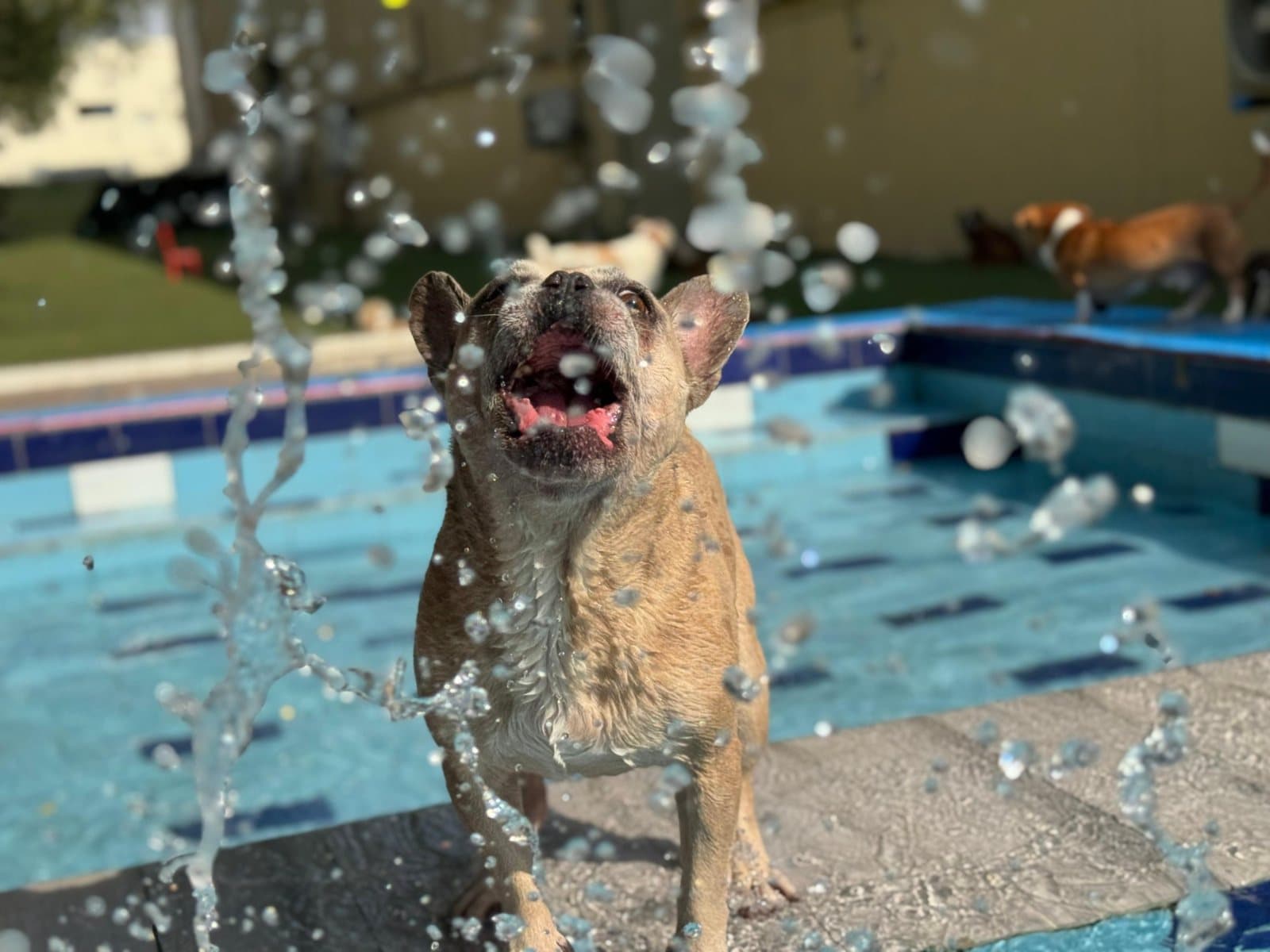 A French bulldog catching water at the pool edge