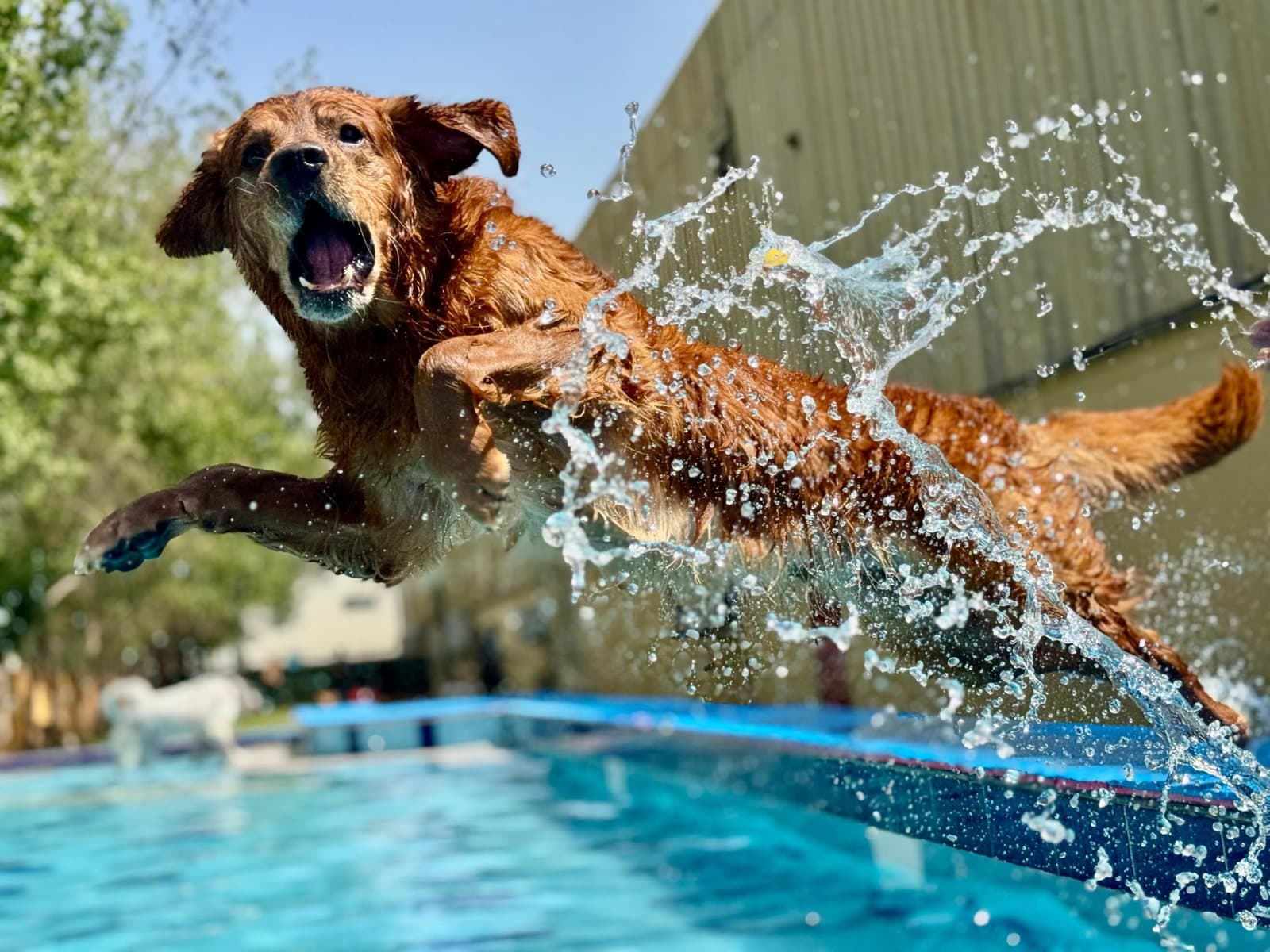 A golden retriever leaping into the outdoor pool