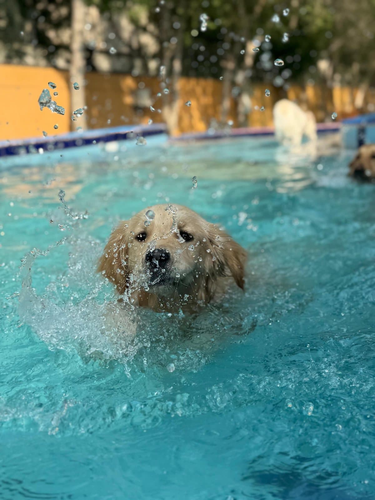 A golden retriever puppy swimming through a splash in the pool