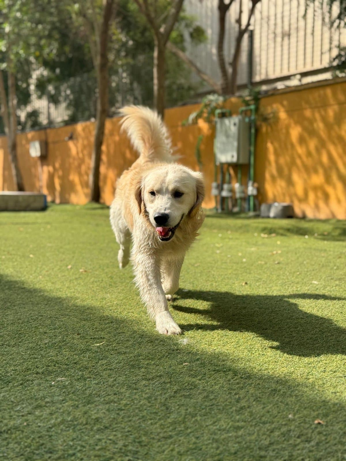 A golden retriever trotting along the yellow wall