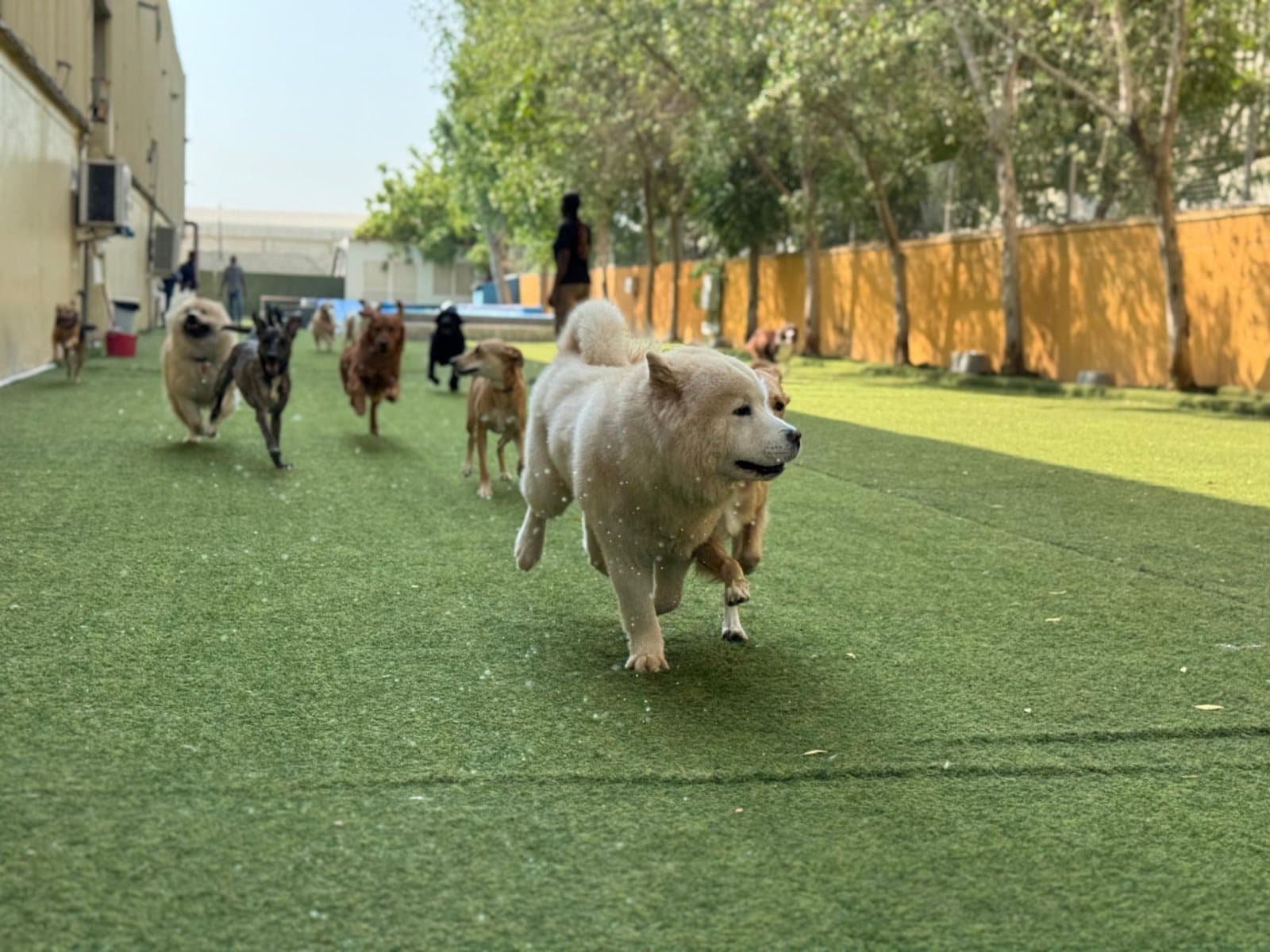 A pack of dogs running together down the outdoor park