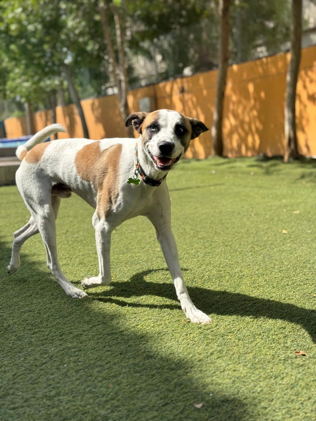A white and tan dog trotting along the yellow wall