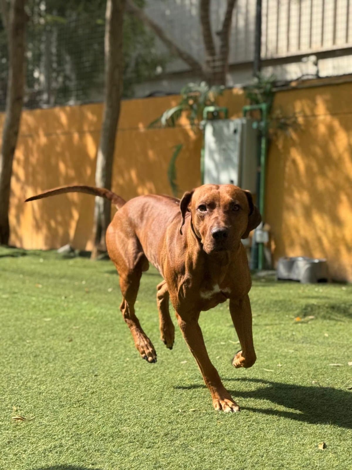 A ridgeback running in the sun