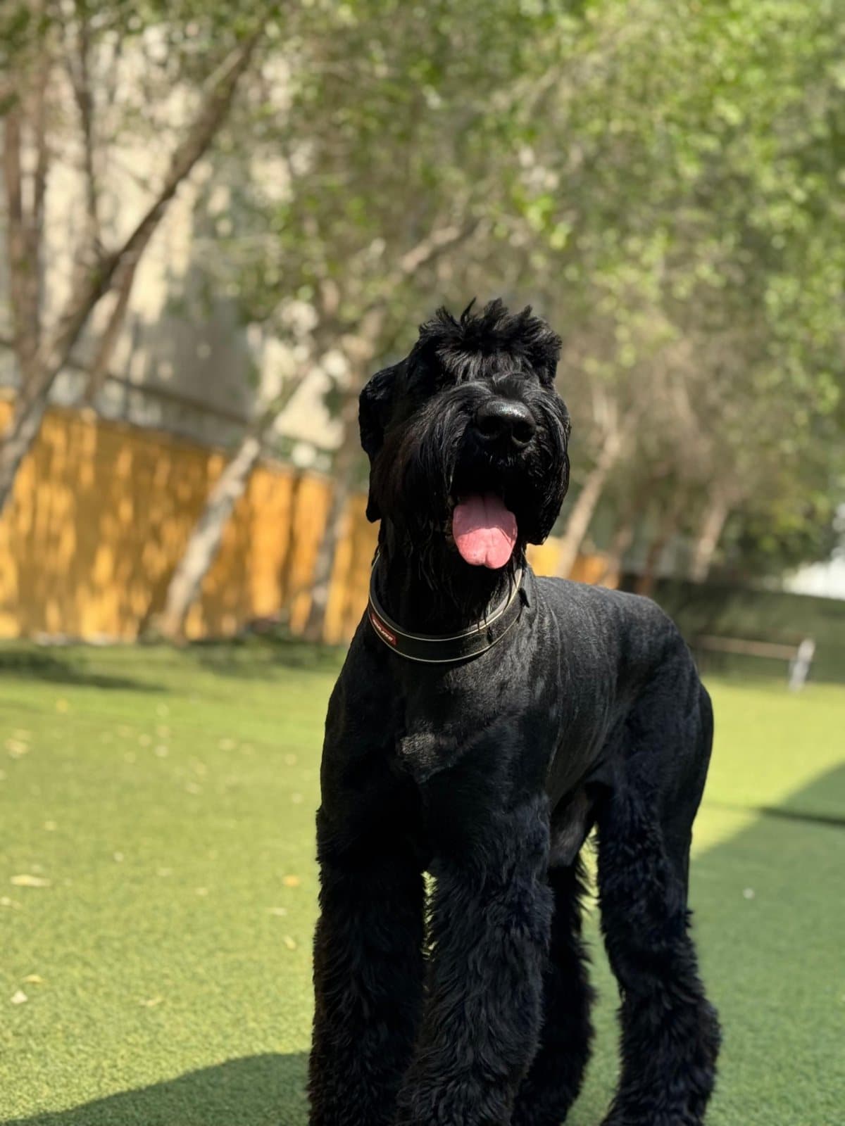 A giant schnauzer standing proudly on the turf