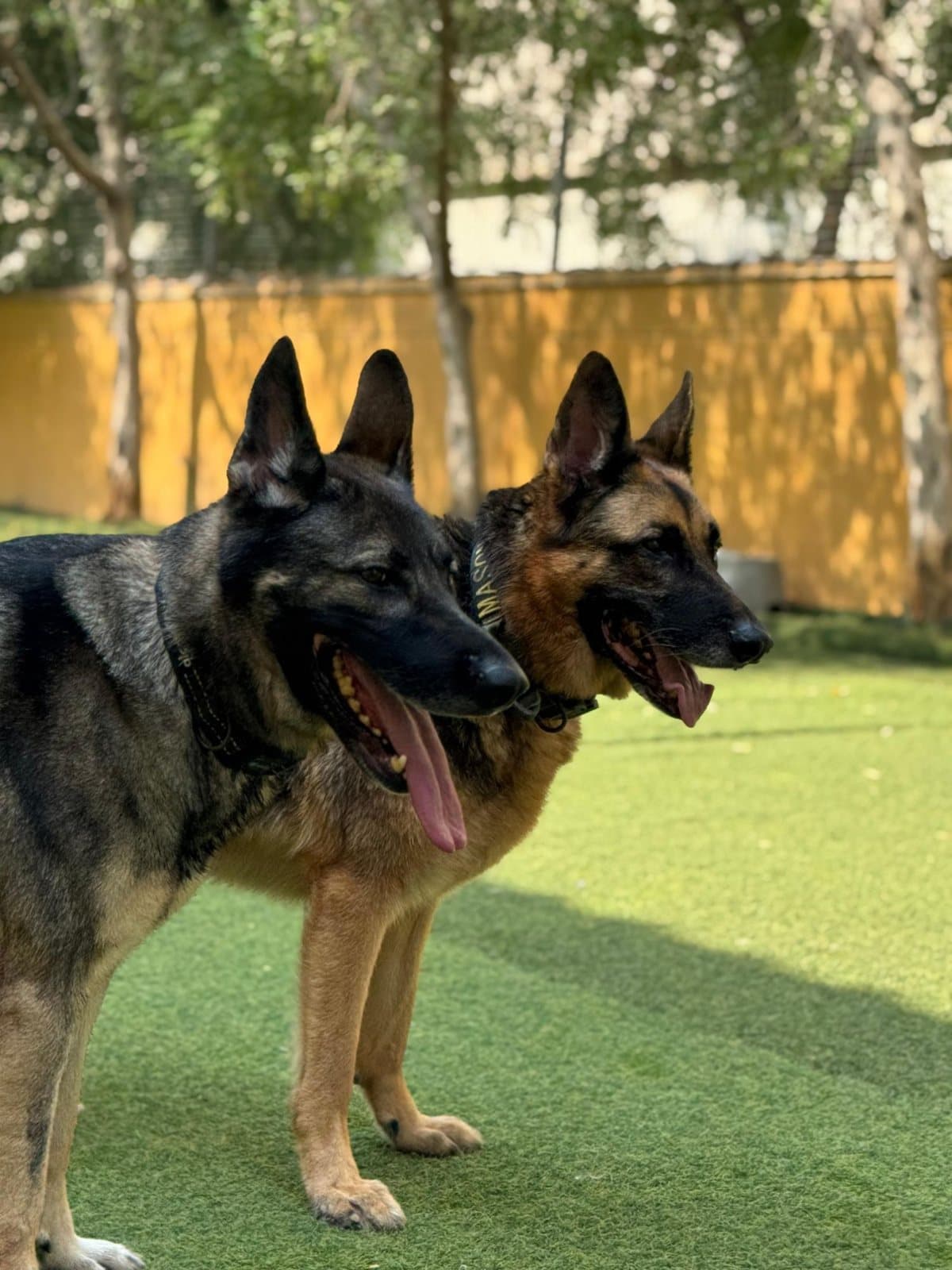 Two German shepherds side by side on the turf