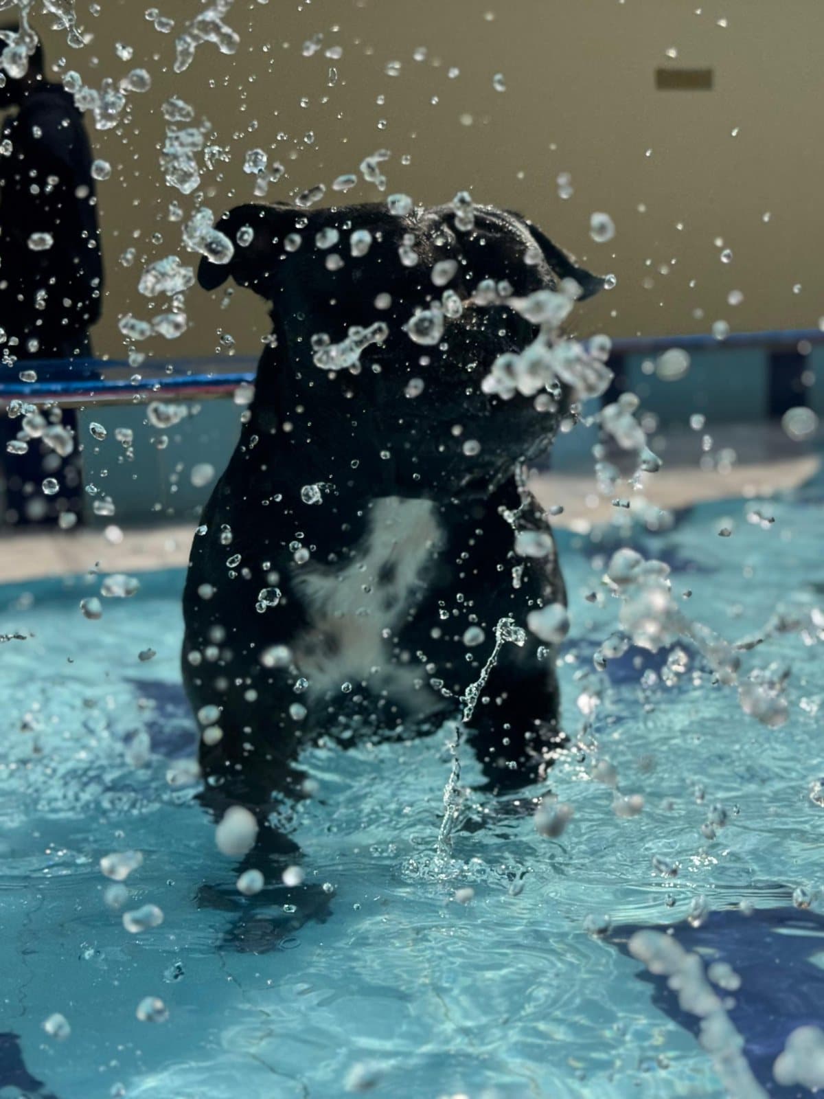 A black dog standing in a shower of pool splashes