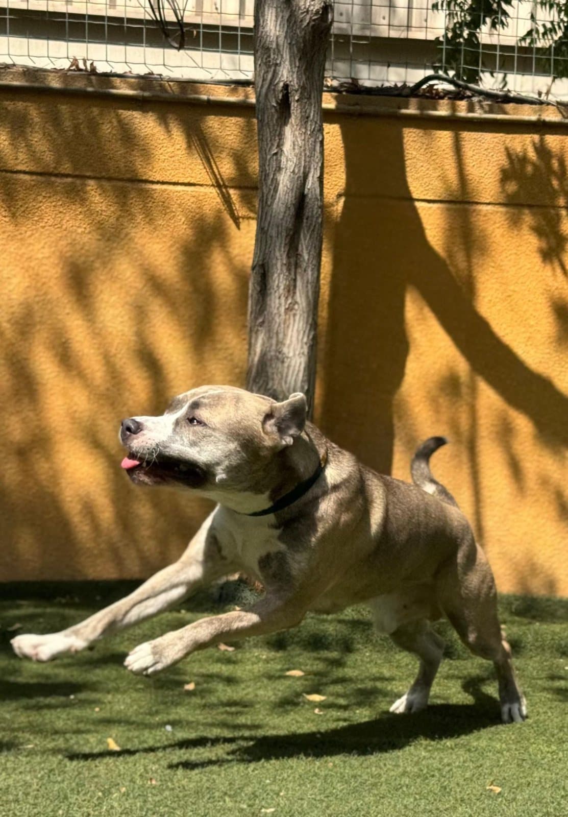 A Staffordshire terrier sprinting past a tree