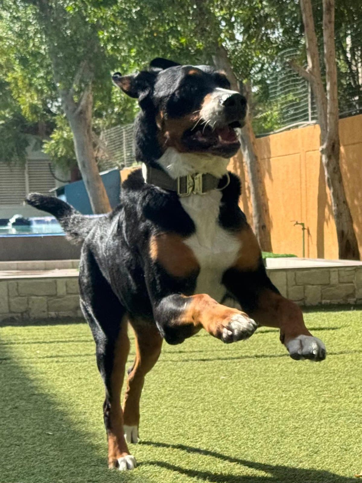 A Swiss mountain dog leaping on the grass by the pool