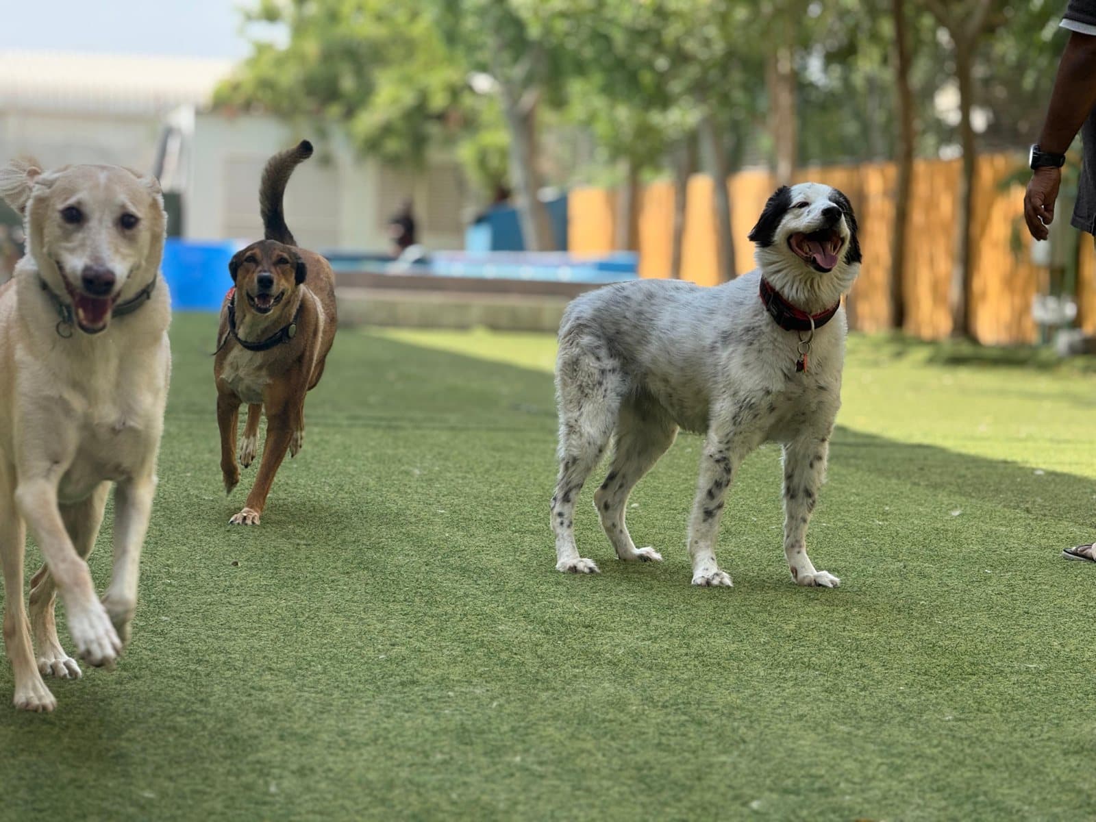 Three dogs heading off together across the outdoor park