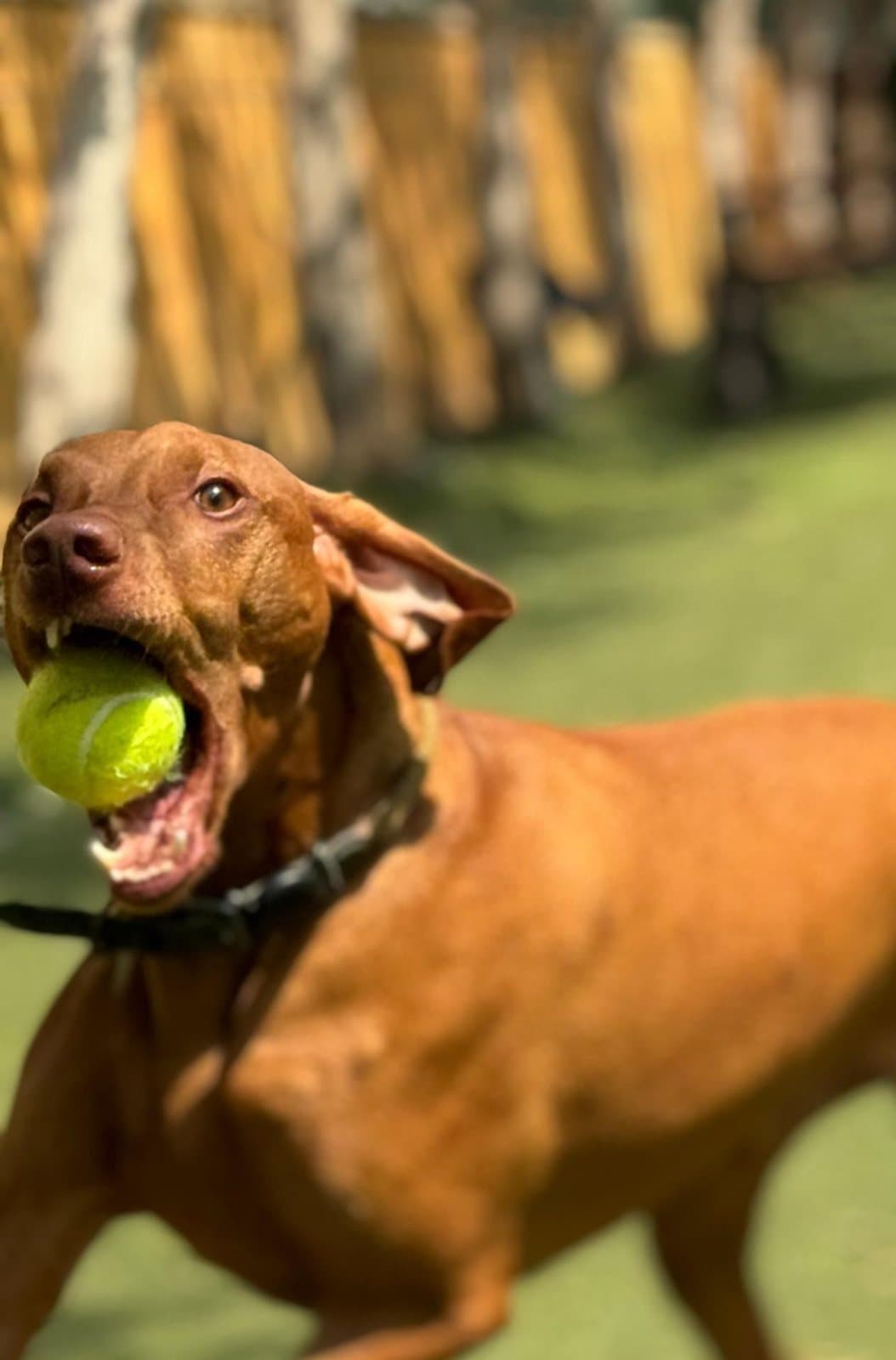A vizsla carrying a tennis ball