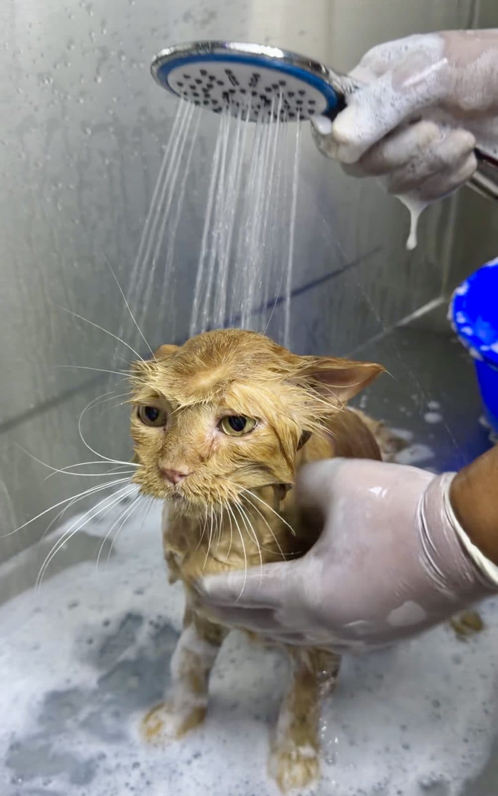 A ginger cat being rinsed during its bath