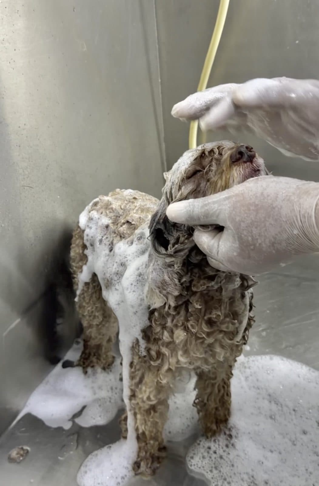 A groomer lathering a curly dog during its bath