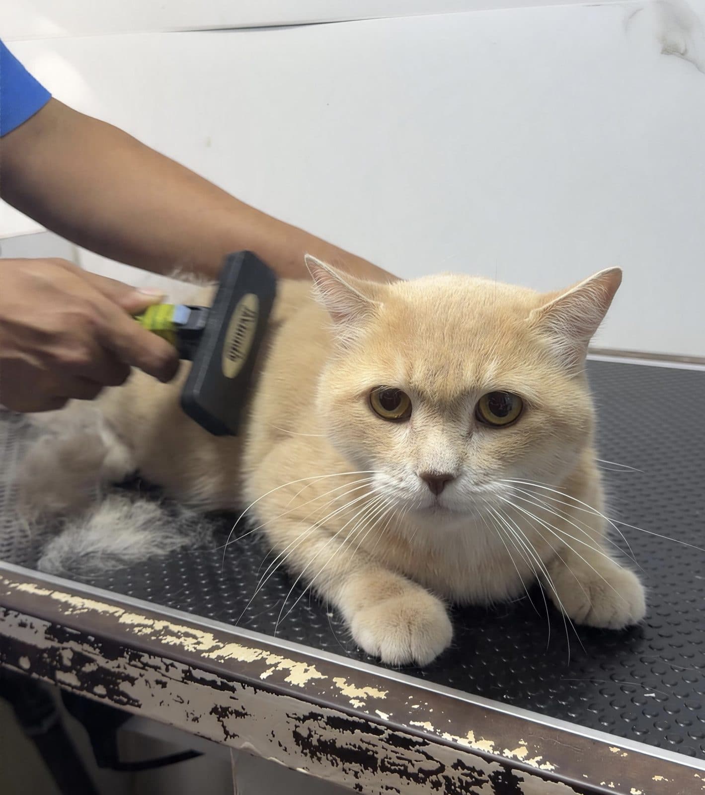 A groomer brushing a cream cat