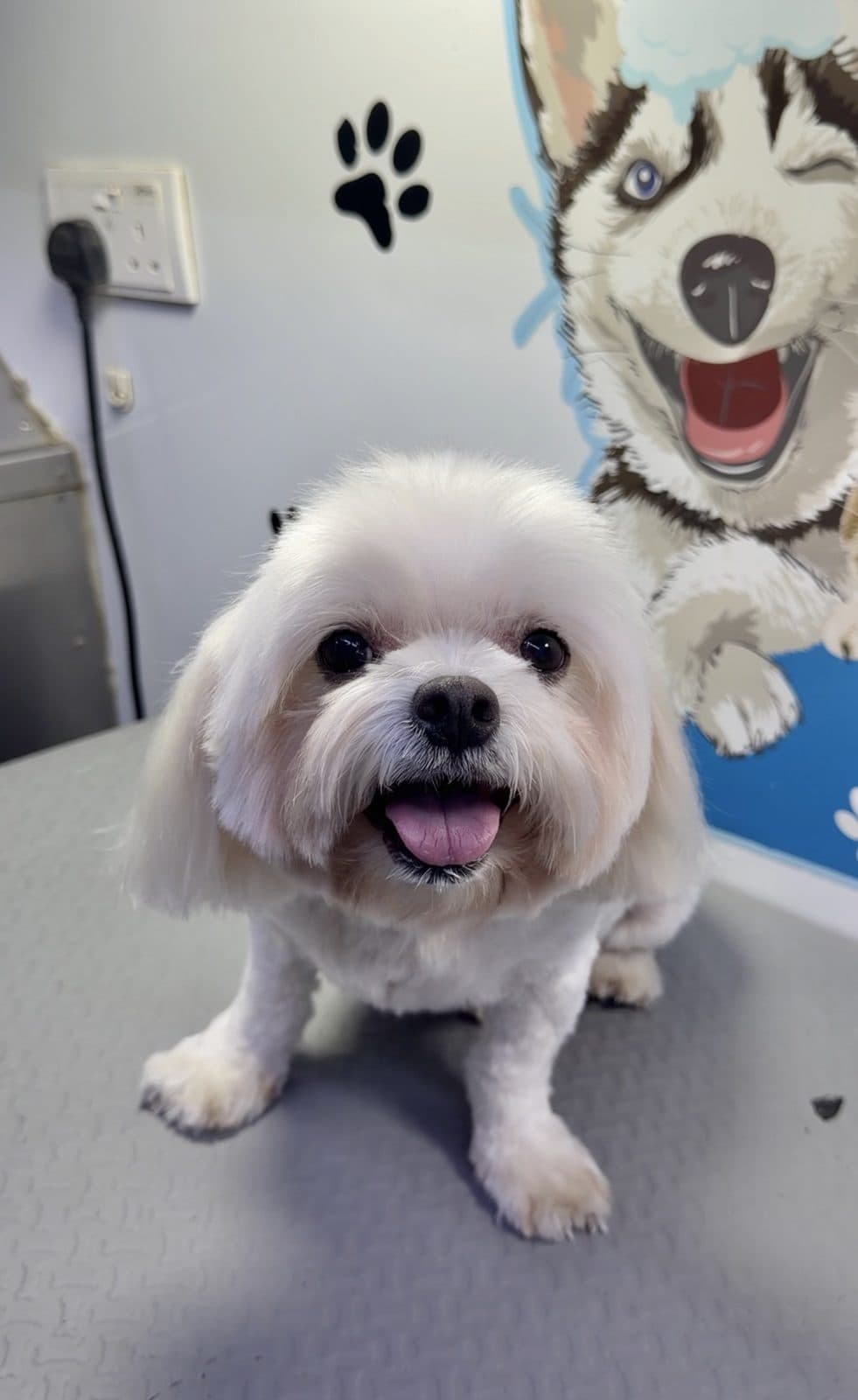 A freshly groomed Maltese on the table