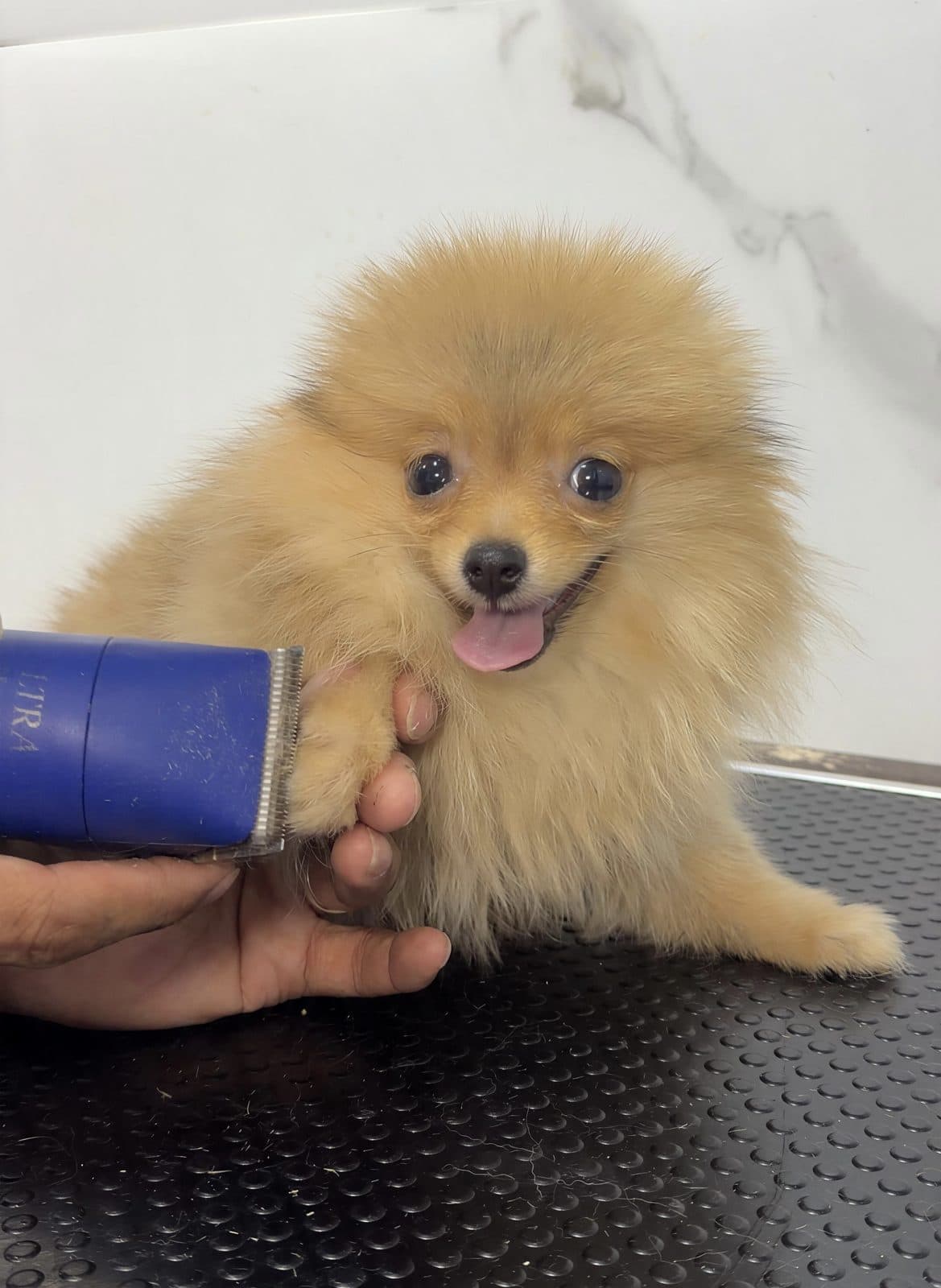 A Pomeranian being dried after its groom
