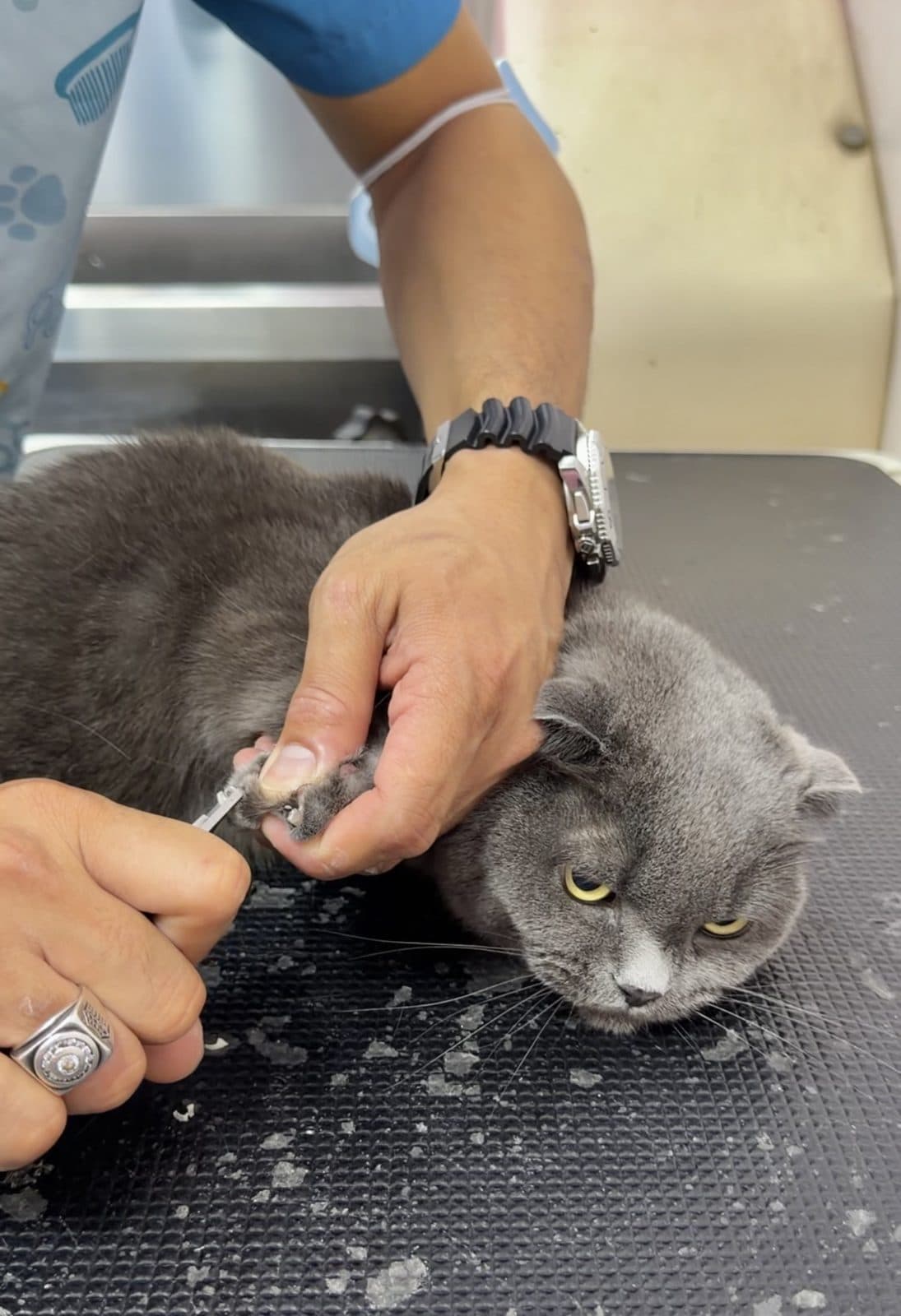 A groomer trimming a grey cat's nails