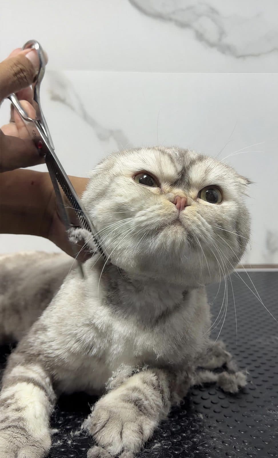 A groomer scissoring a grey Scottish fold