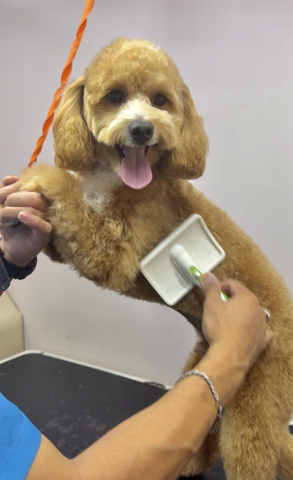 A groomer brushing out an apricot poodle mix
