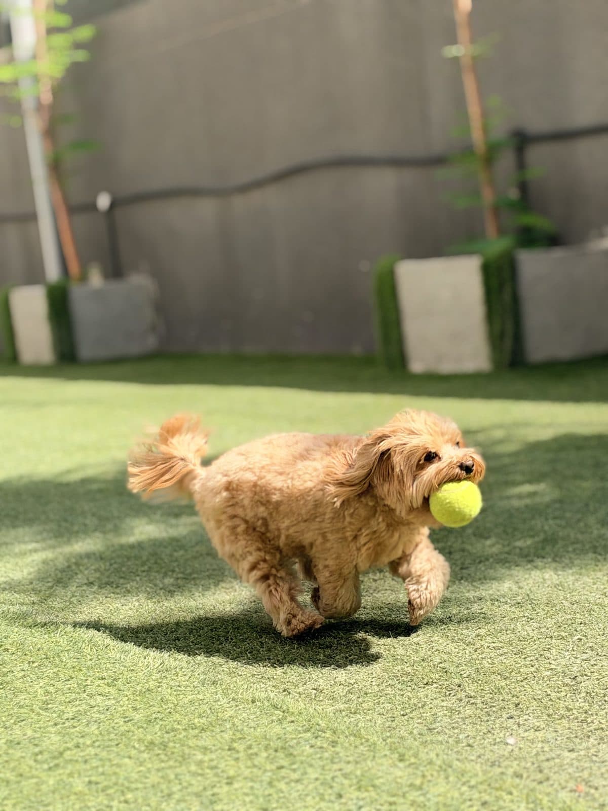 A cavapoo carrying a tennis ball