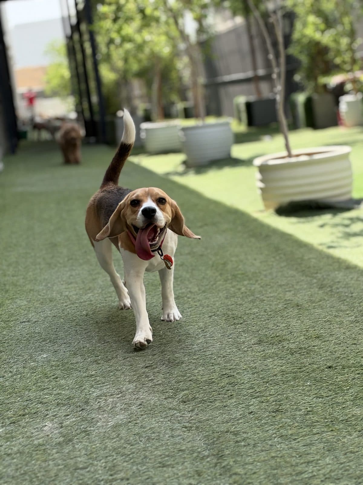 A beagle trotting down the run