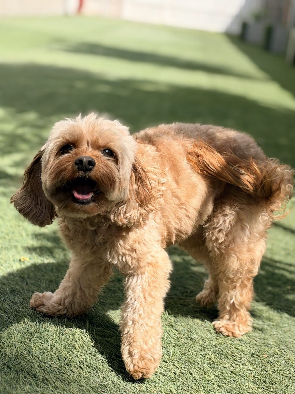 A fluffy cavapoo trotting in the sun