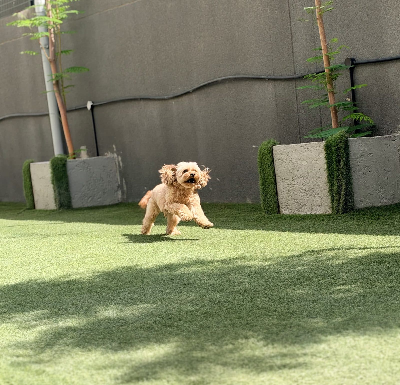 Two small dogs chasing across the turf