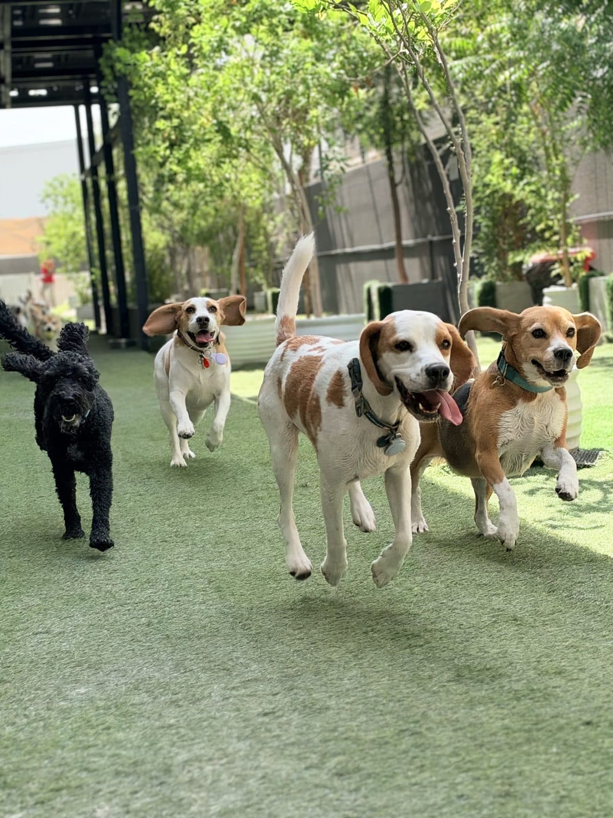 A beagle leading a pack of small dogs