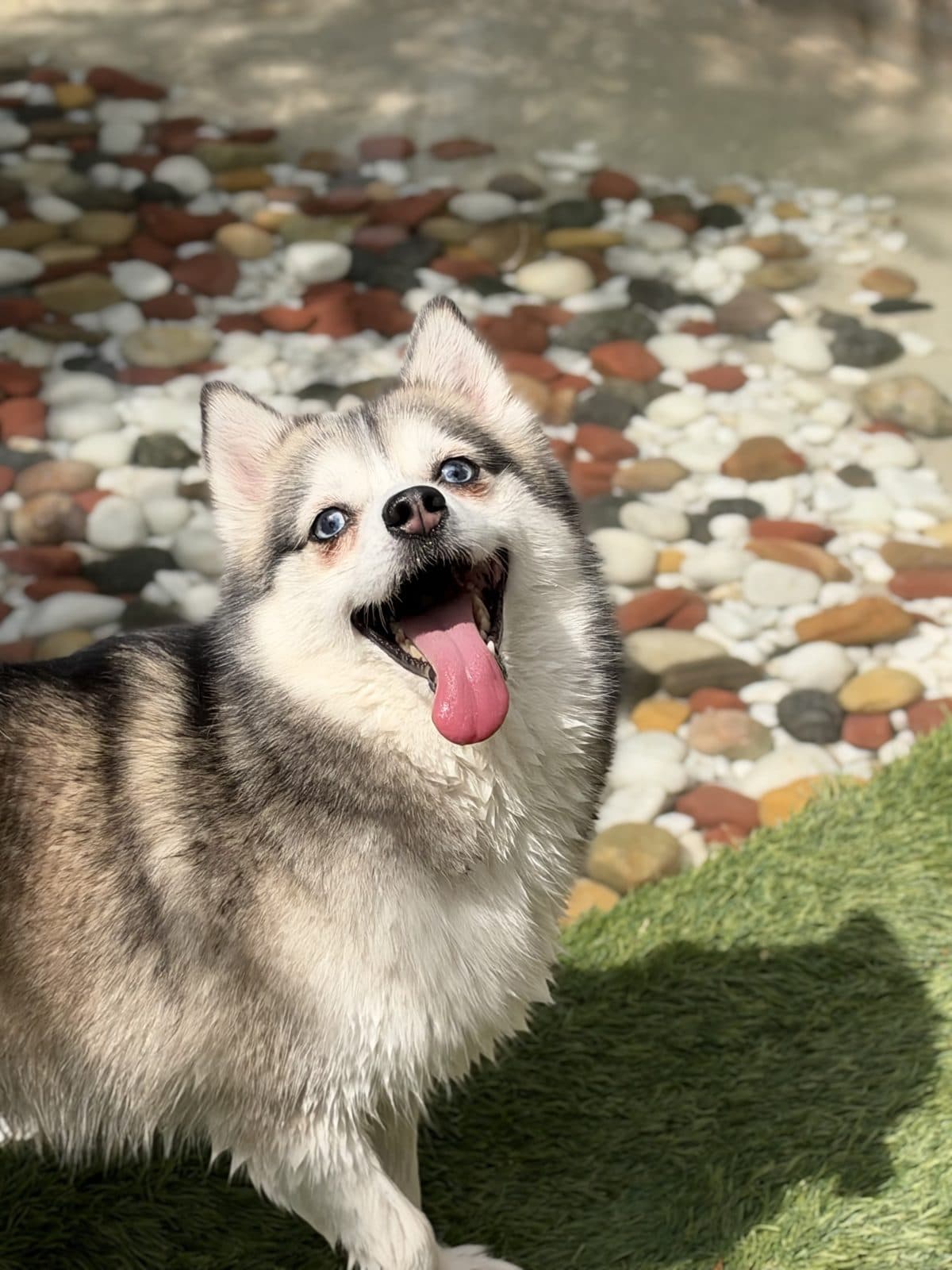 A small husky looking up happily