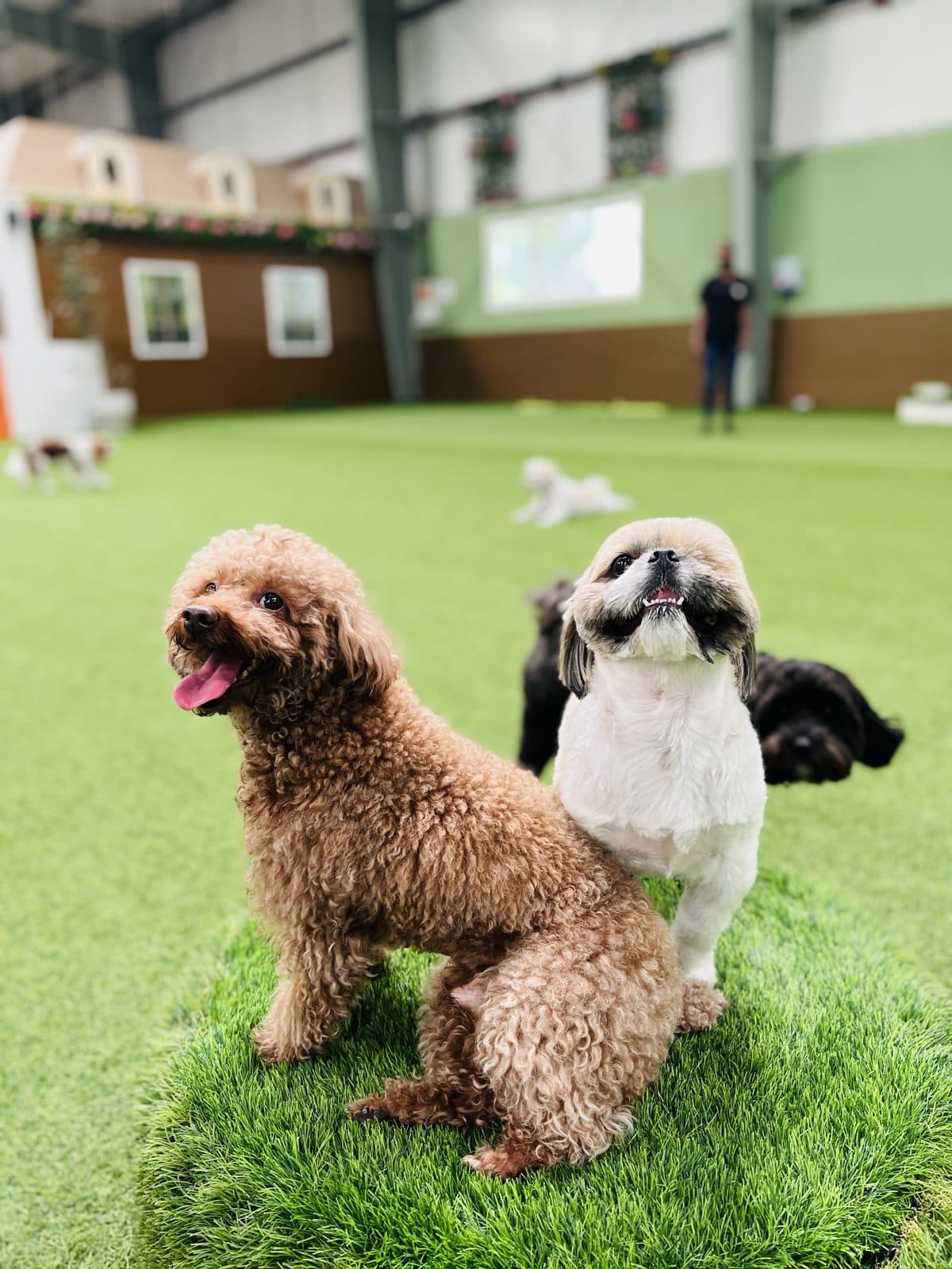 A toodle and a shih tzu sitting together in the Little Gems indoor park