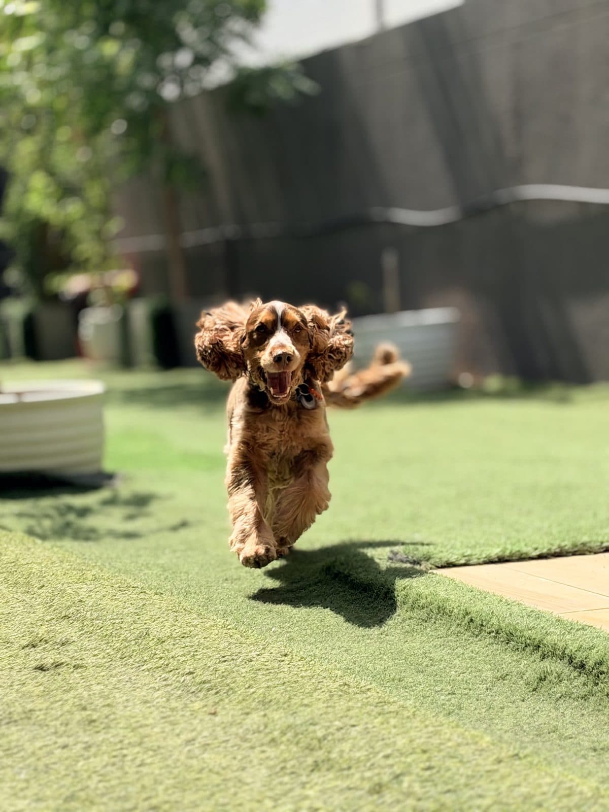 A cocker spaniel mid-leap on the Little Gems grass