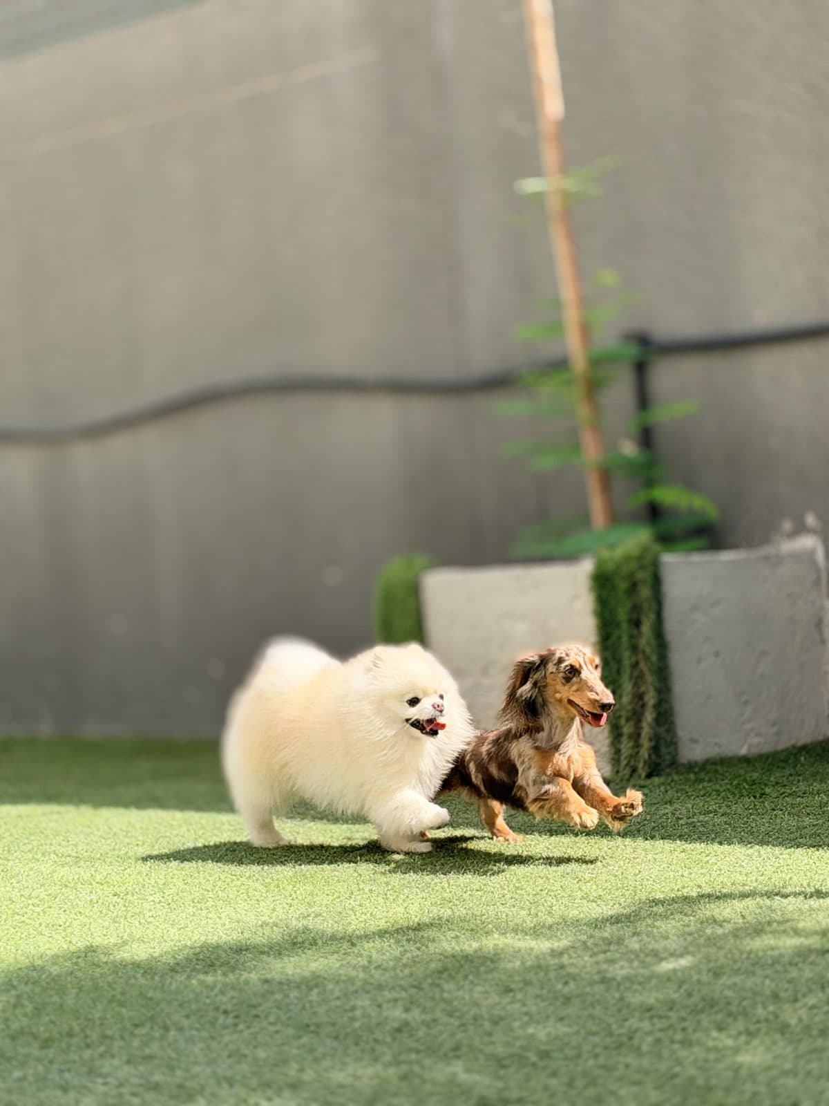 A white Pomeranian and a friend at play