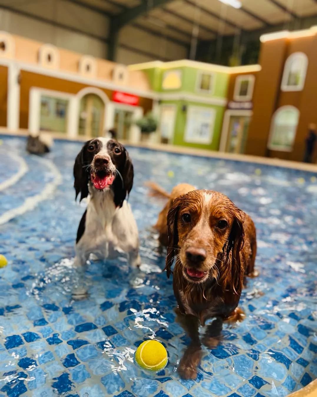 Two spaniels splashing in the paddling pool with tennis balls
