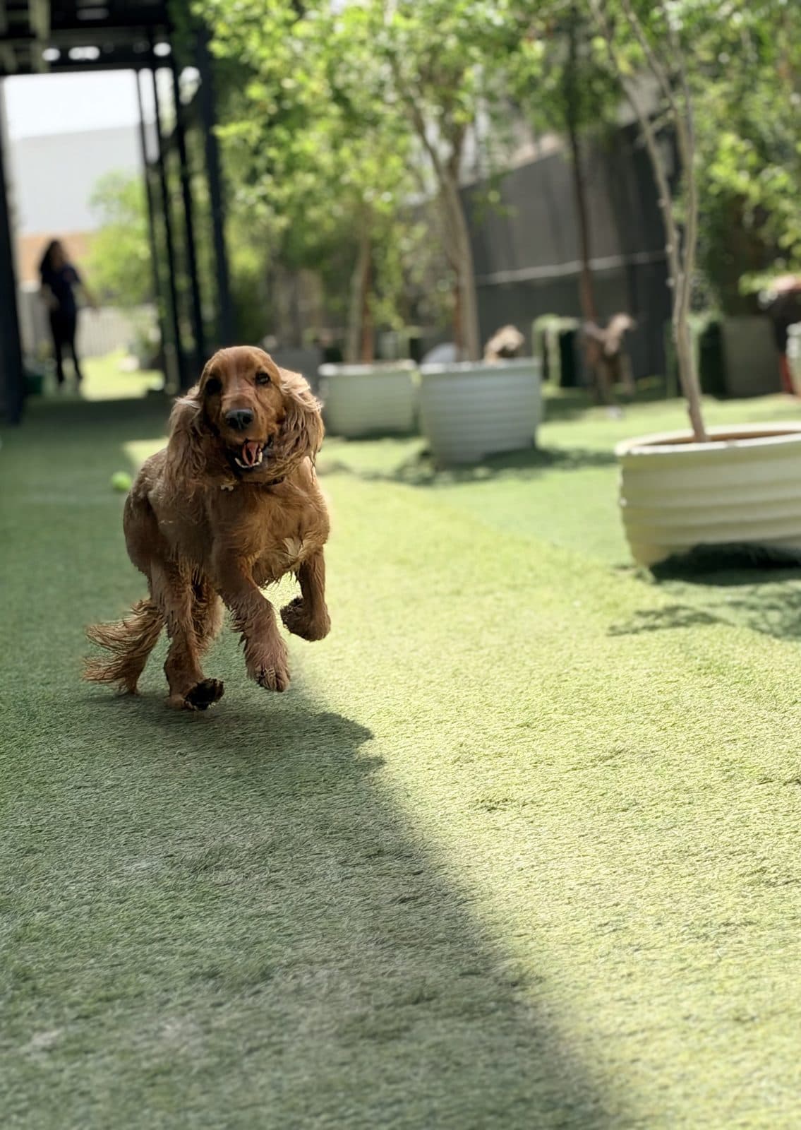 A spaniel running towards the camera