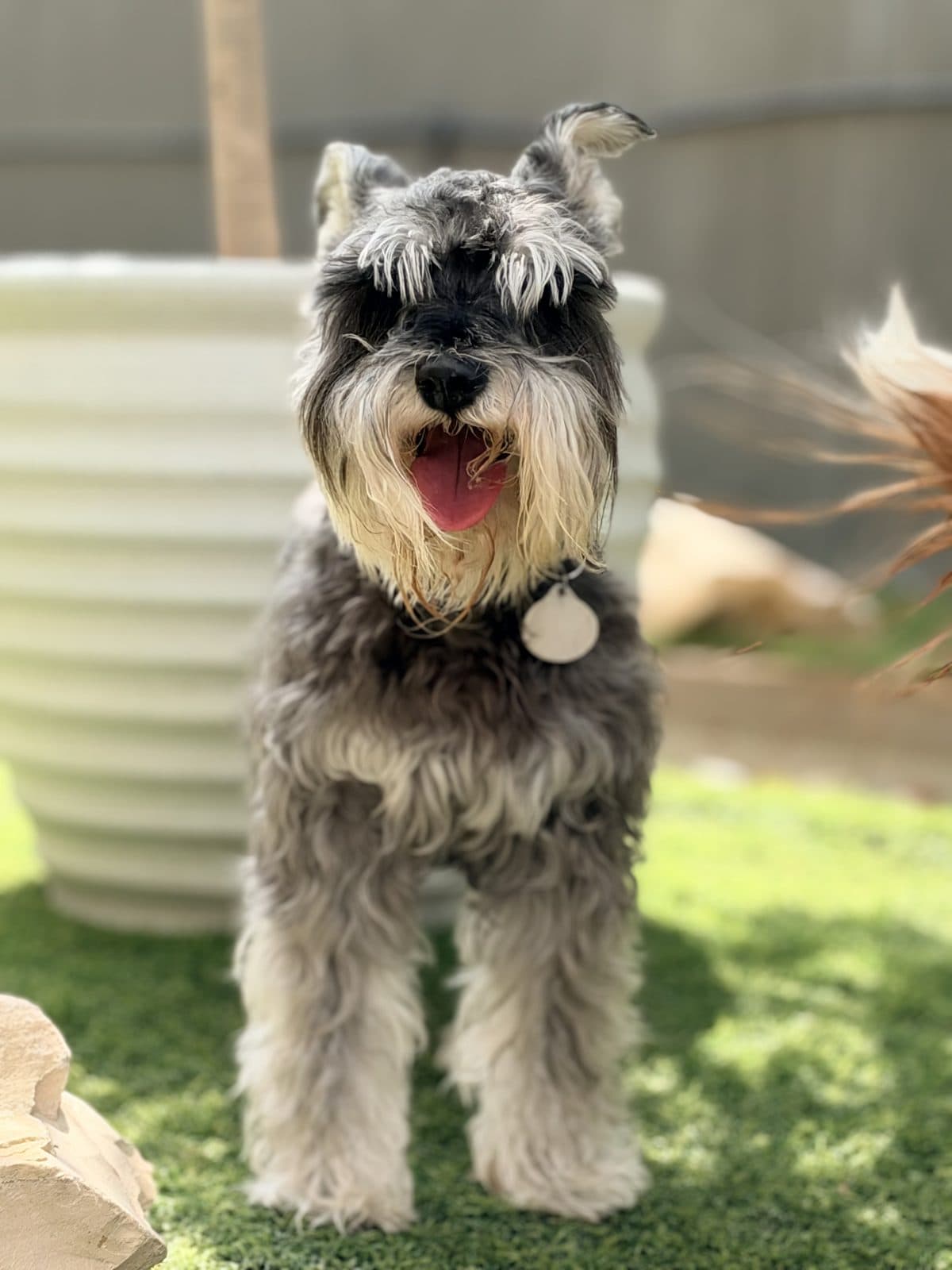 A miniature schnauzer smiling at the camera