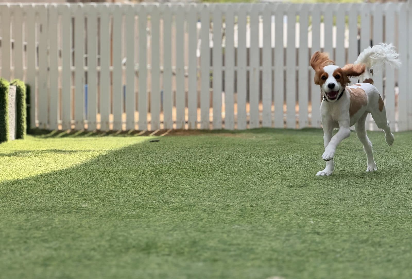 A cavalier running along the fence
