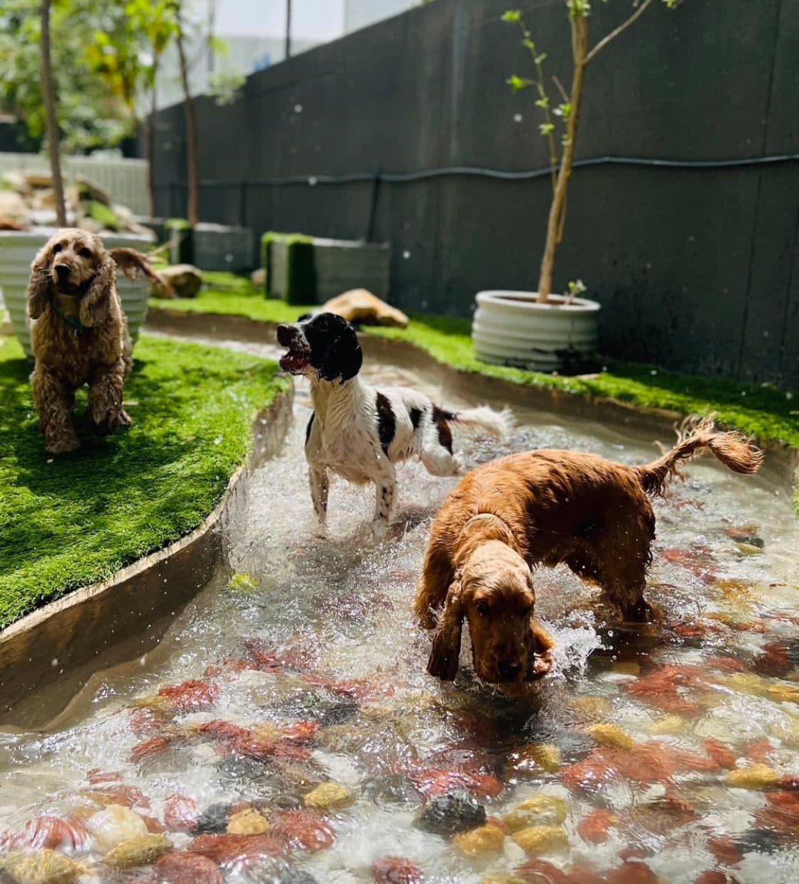 A spaniel and a springer paddling in the splash stream
