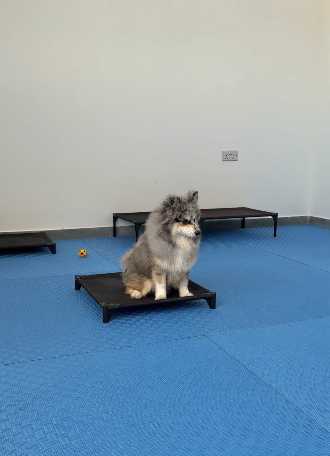 A small dog holding a sit on a training cot at WOOF