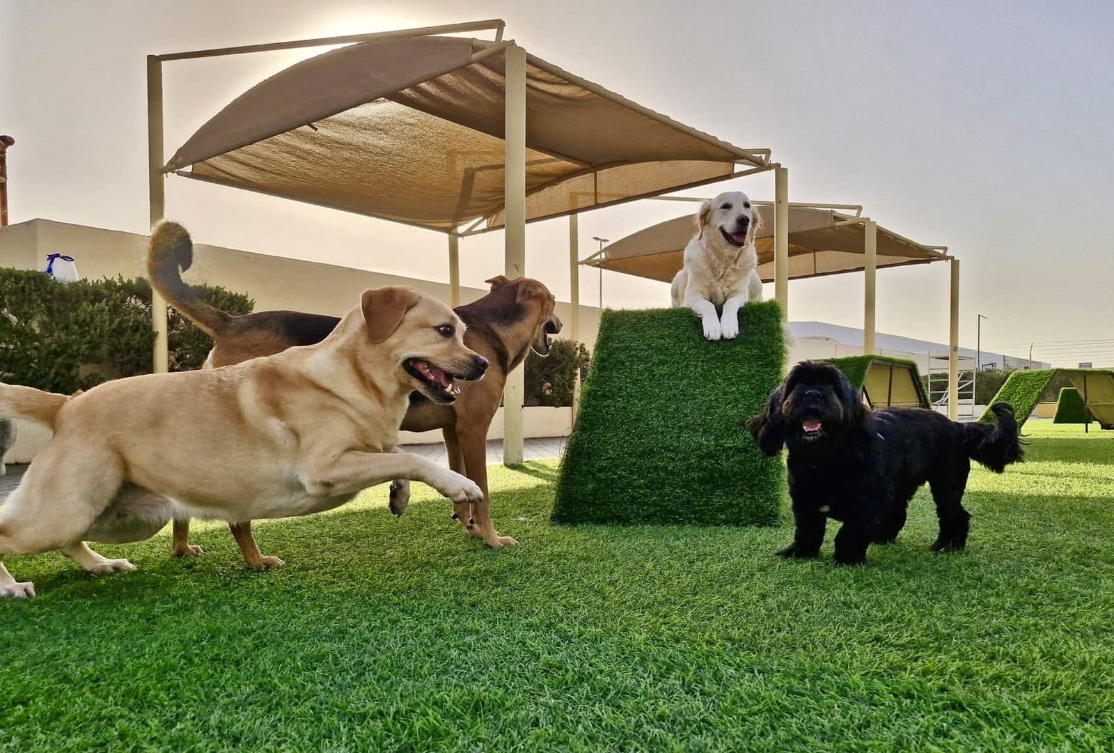 Dogs playing on the turf and agility ramp under the shades in the WOOF yard