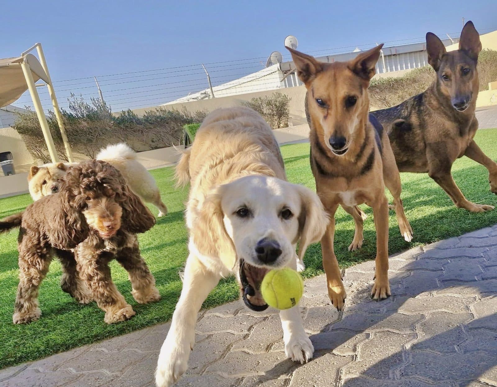 Dogs racing for a tennis ball