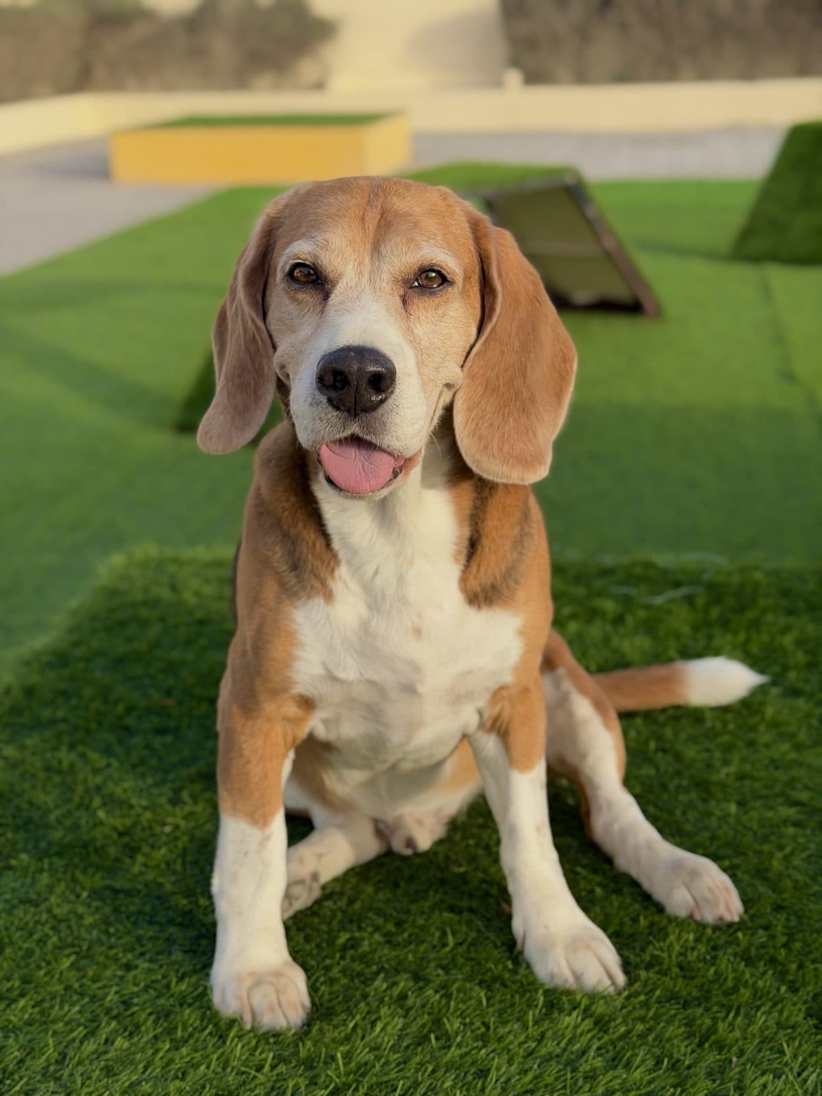 A beagle sitting on the grass
