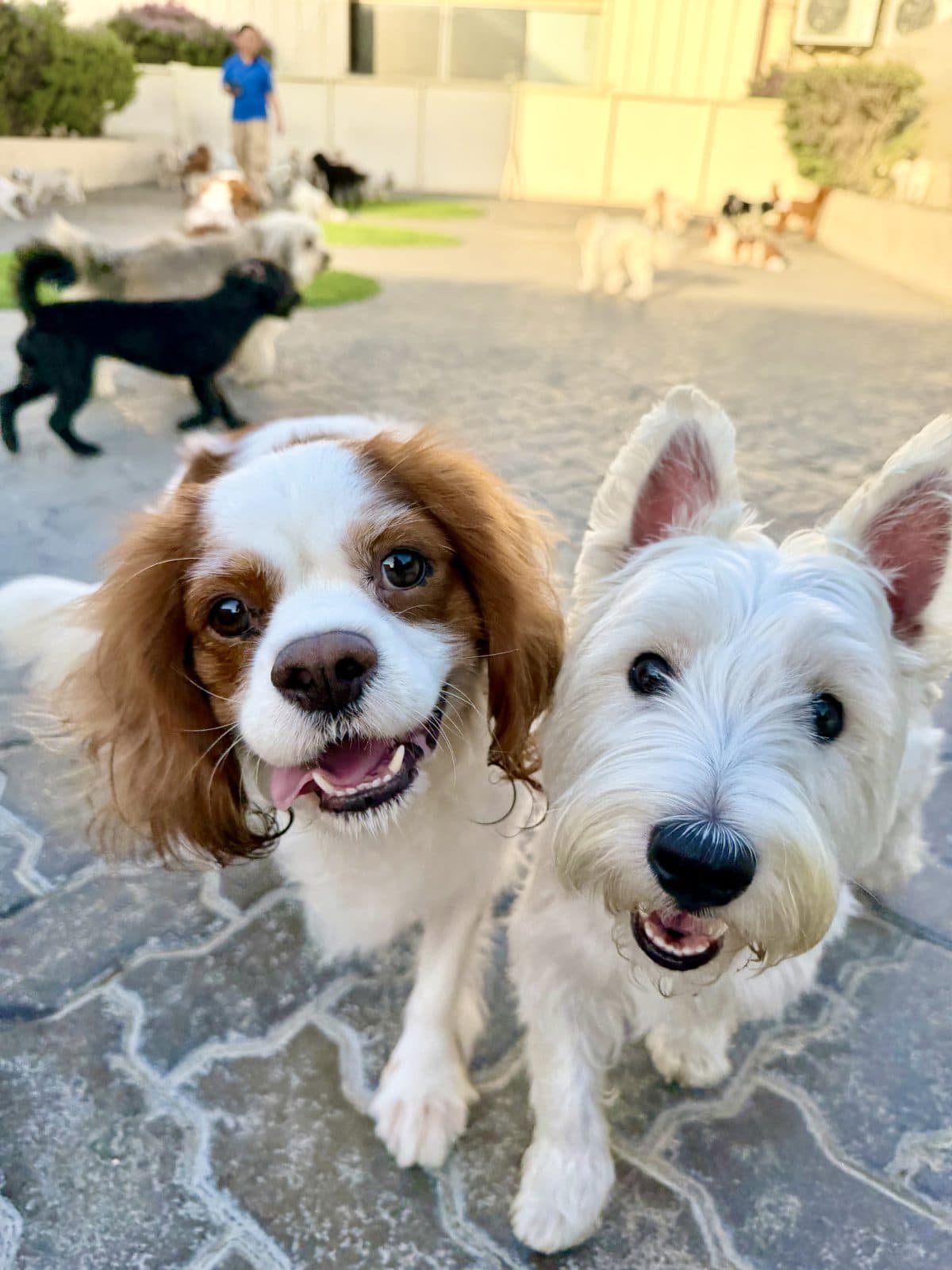 A cavalier and a westie looking up at the camera