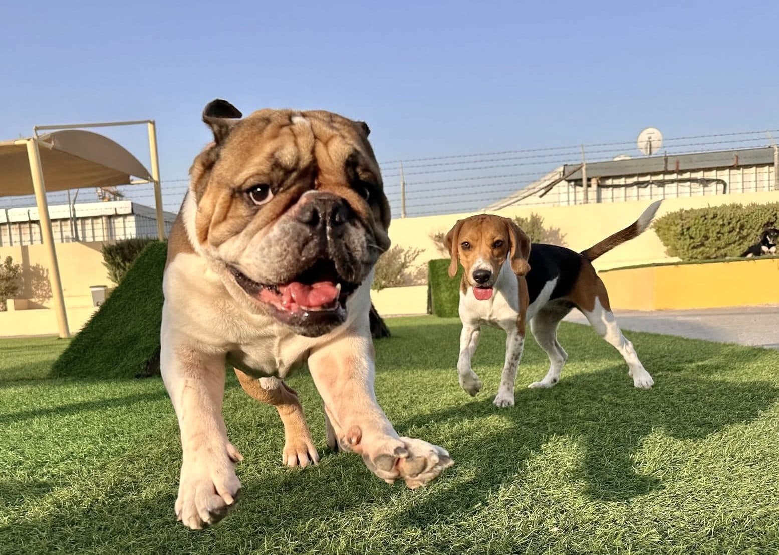 An English bulldog trotting across the yard