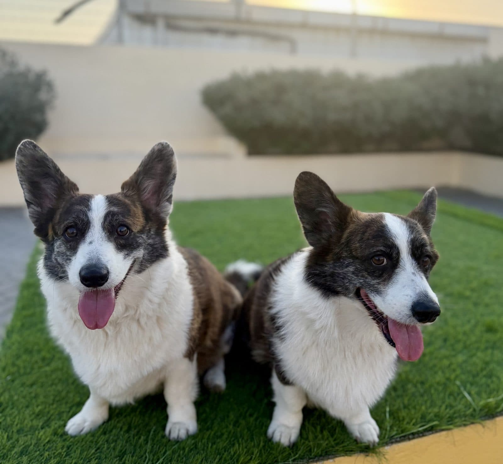 Two corgis side by side on the turf